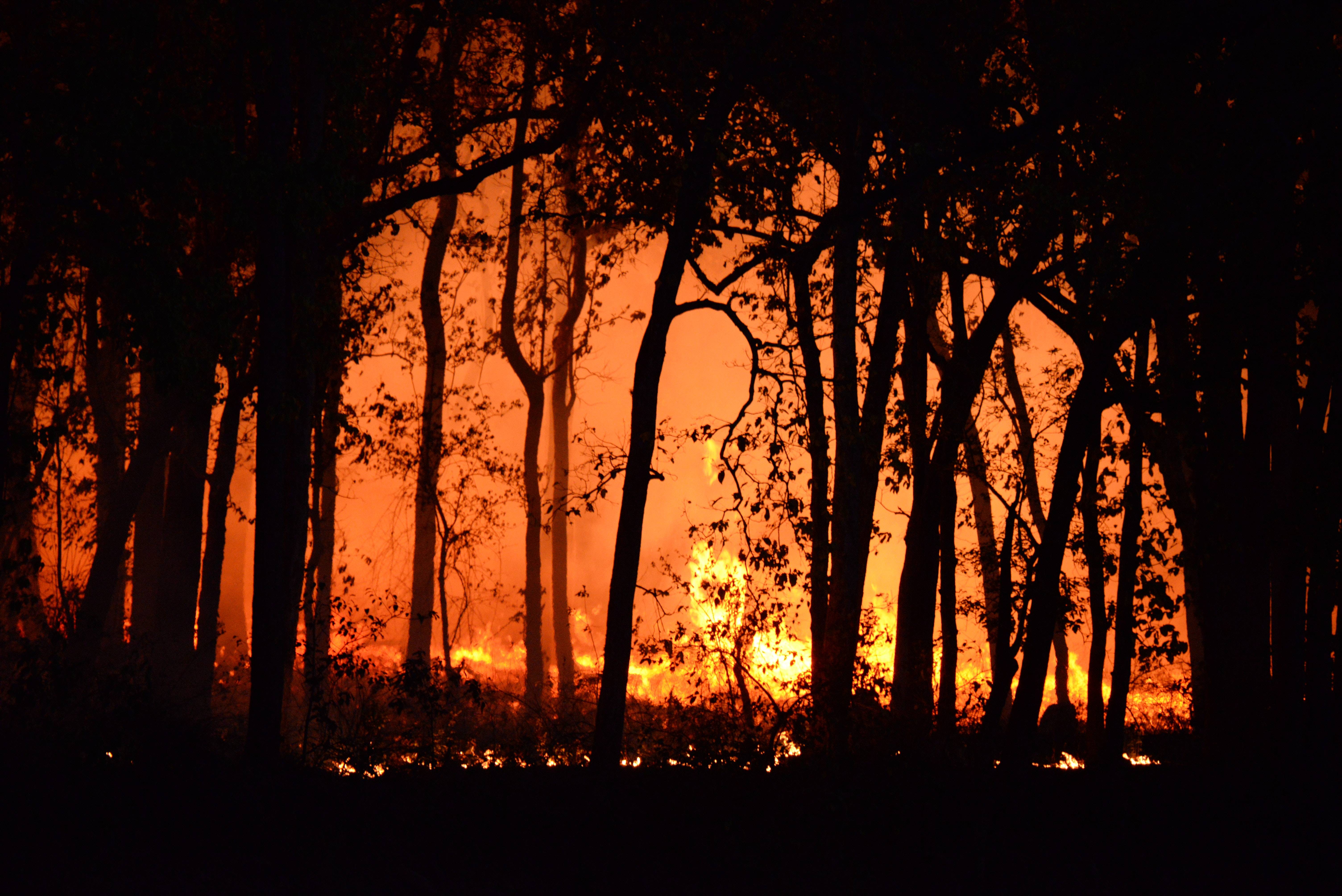Insurance Loopholes & Challenges to Avoid this Bushfire Season
